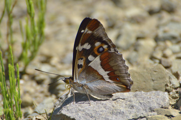 Aglais iris (Purple Emperor) butterfly