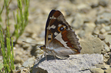 Aglais iris (Purple Emperor) butterfly