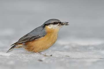 Nuthatch bird in natural habitat (sitta europaea)