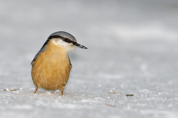 Nuthatch bird in natural habitat (sitta europaea)