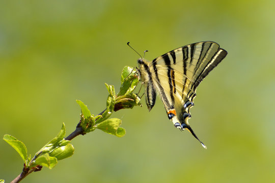 Butterfly - scarce swallowtail