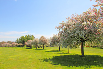 Apple trees on golf course