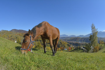 Fototapeta na wymiar Beautiful horse on the green grass