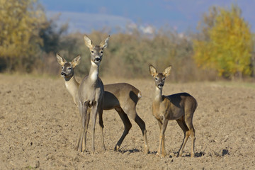 Roebuck (capreolus capreolus)