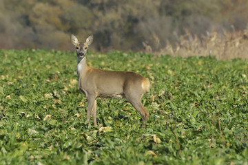 Roebuck (capreolus capreolus)