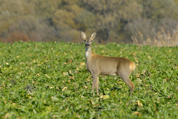 Deer in a autumn in sunny day