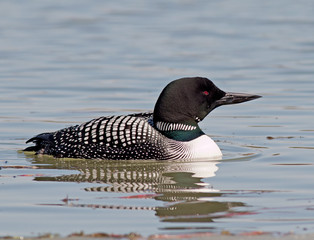 Great Northern Diver