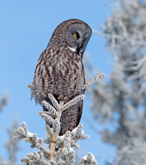 Great Grey Owl