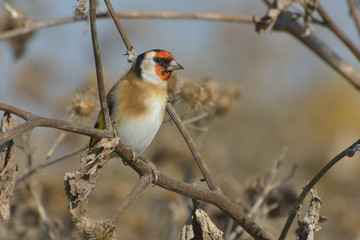 European Goldfinch on the burdock - carduelis carduelis