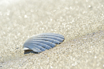 Shell on sand