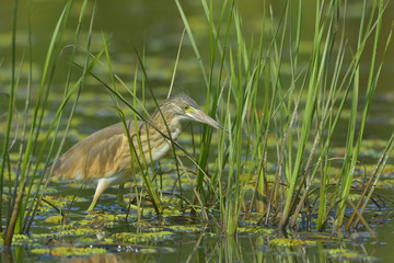 Golden heron (ardeola ralloides)