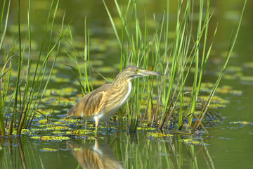Golden heron (ardeola ralloides)