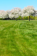 Apple trees on golf course
