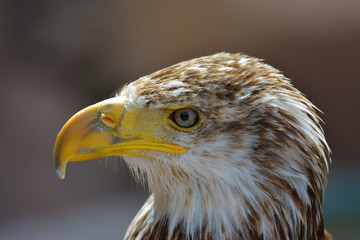The Bald Eagle (Haliaeetus leucocephalus) portrait