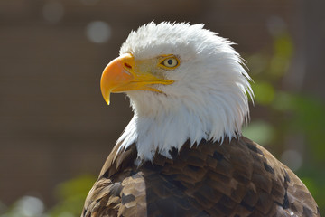 The Bald Eagle (Haliaeetus leucocephalus) portrait