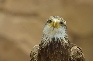 The Bald Eagle (Haliaeetus leucocephalus) portrait
