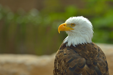 The Bald Eagle (Haliaeetus leucocephalus) portrait