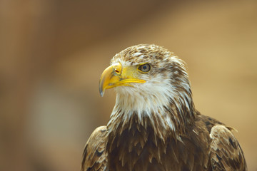 The Bald Eagle (Haliaeetus leucocephalus) portrait