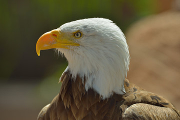 The Bald Eagle (Haliaeetus leucocephalus) portrait