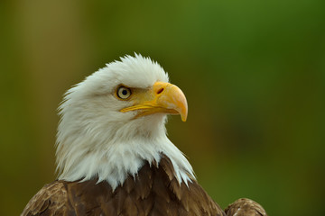 The Bald Eagle (Haliaeetus leucocephalus) portrait