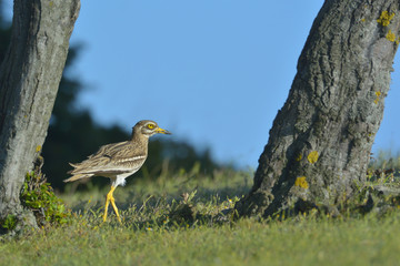 Burhinus oedicnemus (Eurasian Thick-knee, Eurasian Stone