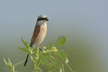 Red-backed Shrike (Lanius collurio)