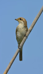 Red-backed shrike (Lanius Collurio)