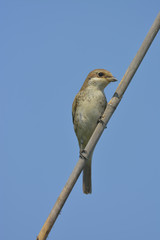 Red-backed shrike (Lanius Collurio)