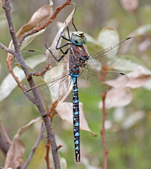 Variable Darner Dragonfly