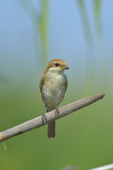 Red-backed Shrike (Lanius collurio)