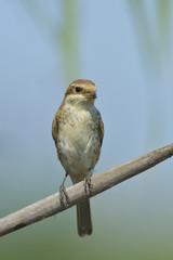 Red-backed Shrike (Lanius collurio)