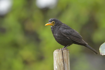 Obraz premium Blackbird, Turdus merula