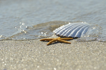 Shell on sand