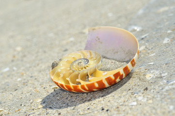 Nautilus shell section