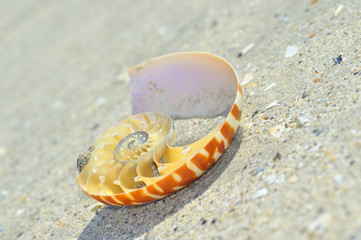 Nautilus shell section