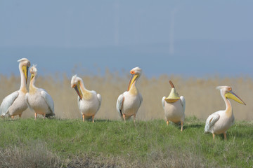 Pelicans in natural habitat (pelecanus onocrotalus)