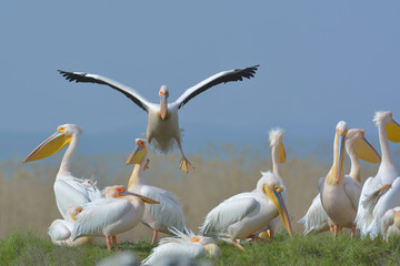 Pelicans in natural habitat (pelecanus onocrotalus)