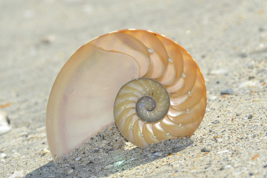 Nautilus shell section