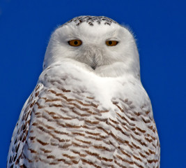 Snowy Owl