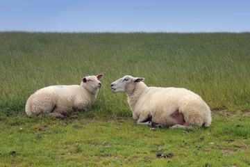 schafe zur deichpflege, lanschaftsschutz