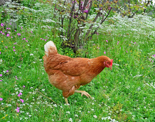 hen red - free range - spring grass