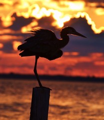 Heron Silhouette at Sunset