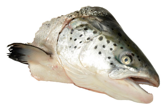 Atlantic Salmon Head