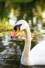 Swan swimming in the lake