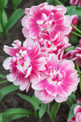 Obraz premium Pink Tulips in close up