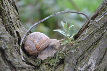 Weinbergschnecke