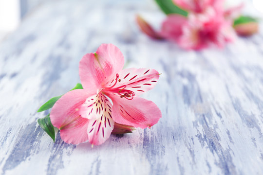 Fototapeta Beautiful Alstroemeria flowers on grey wooden table