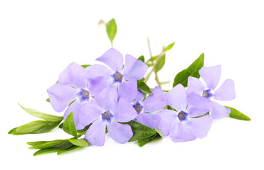 Beautiful periwinkle flowers, isolated on white