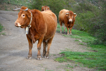 rebaño de vacas de color marron