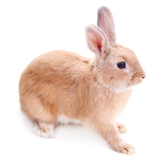 Cute rabbit, isolated on white